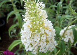 Buddleia davidii White Profusion / Nyáriorgona fehér